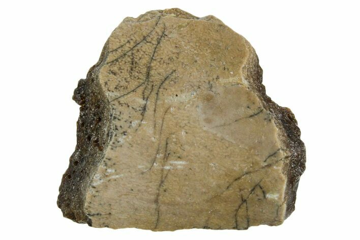 Fossil Tyrannosaur (T rex) Bone Section - Wyoming #352930